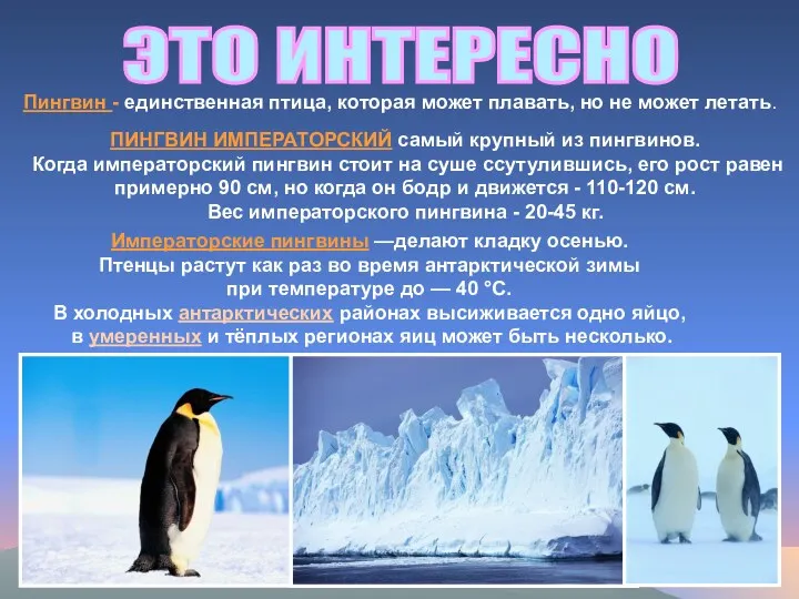 ЭТО ИНТЕРЕСНО Пингвин - единственная птица, которая может плавать, но не может летать.