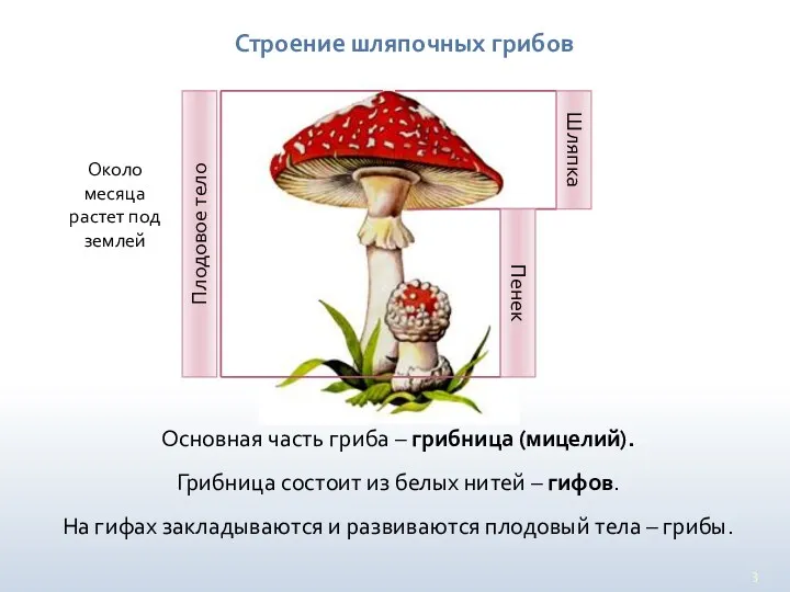 Строение шляпочных грибов Основная часть гриба – грибница (мицелий). Грибница