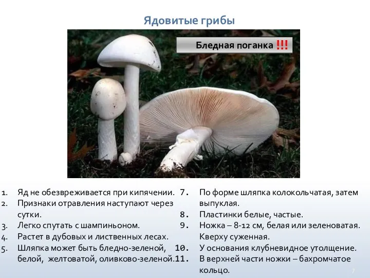 Ядовитые грибы Бледная поганка !!! Яд не обезвреживается при кипячении.