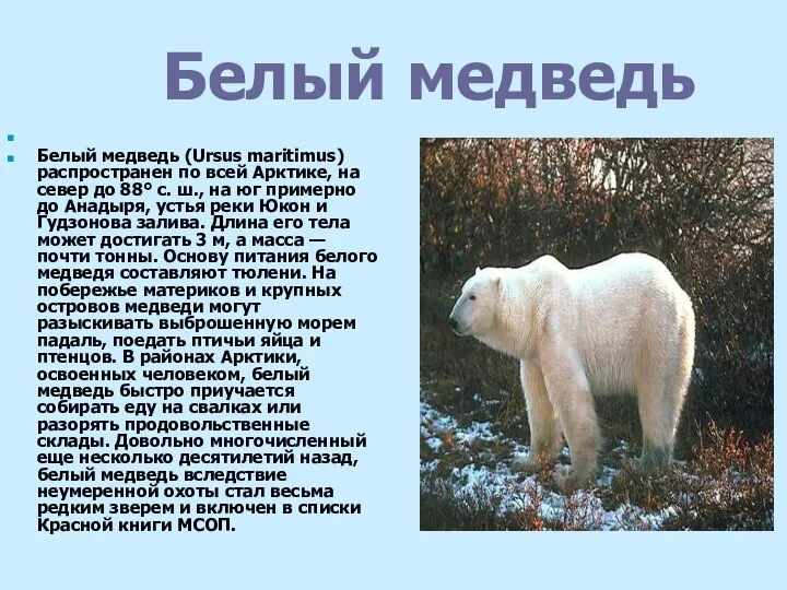 Белый медведь Белый медведь (Ursus maritimus) распространен по всей Арктике, на север до