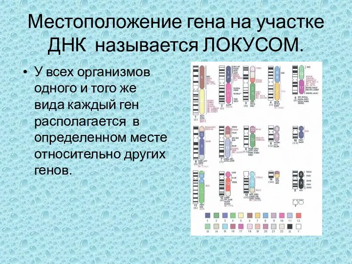 Местоположение гена на участке ДНК называется ЛОКУСОМ. У всех организмов