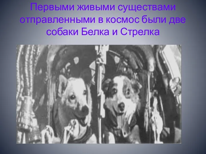 Первыми живыми существами отправленными в космос были две собаки Белка и Стрелка