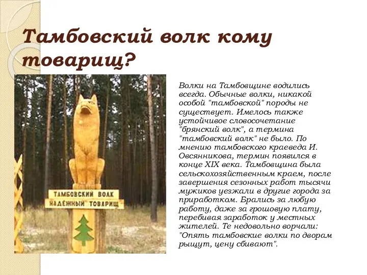 Тамбовский волк кому товарищ? Волки на Тамбовщине водились всегда. Обычные