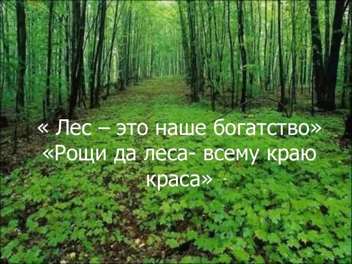 « Лес – это наше богатство» «Рощи да леса- всему краю краса»