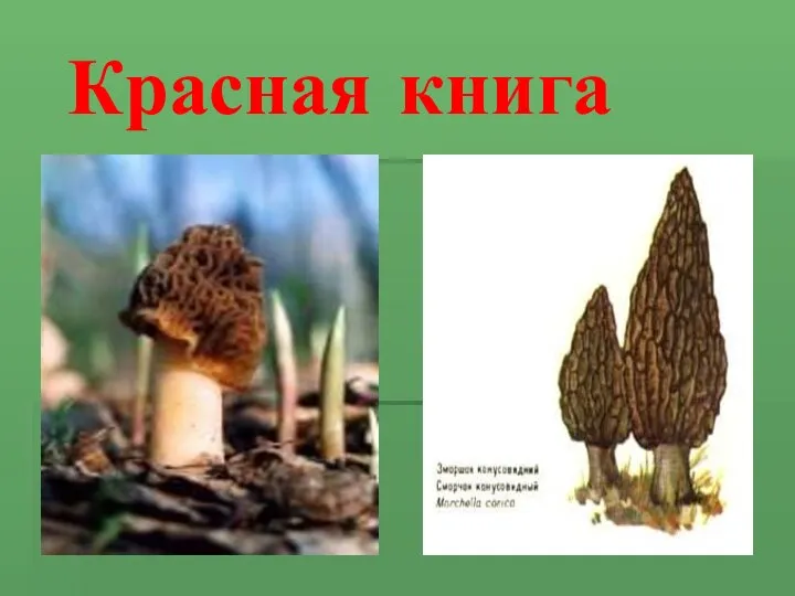 Красная книга