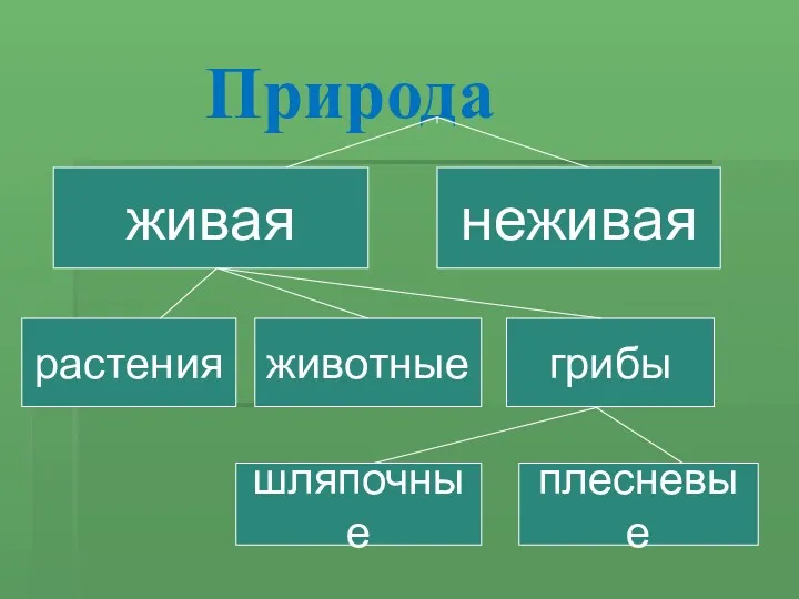 Природа живая неживая растения животные грибы шляпочные плесневые