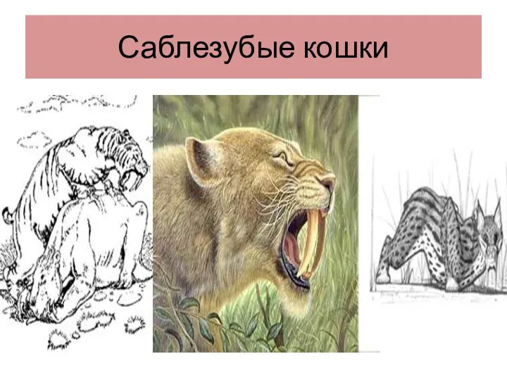 Саблезубые кошки