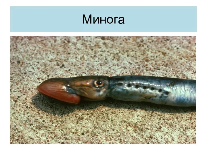 Минога