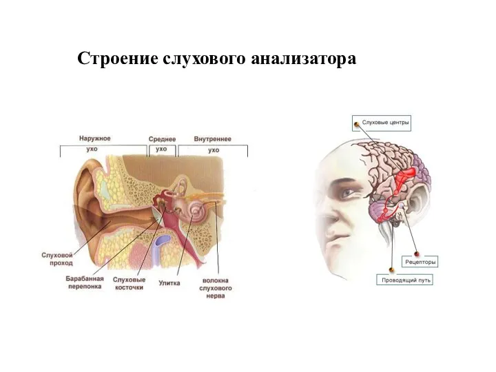 Строение слухового анализатора