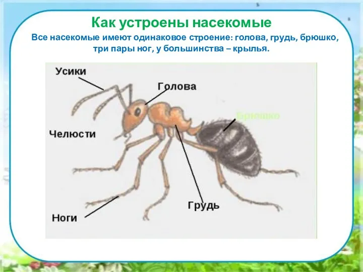 Как устроены насекомые Все насекомые имеют одинаковое строение: голова, грудь,