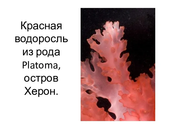 Красная водоросль из рода Platoma, остров Херон.