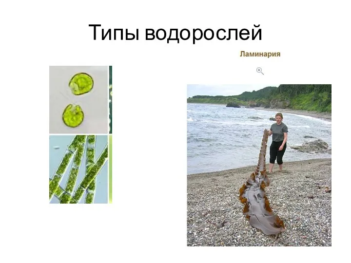 Типы водорослей