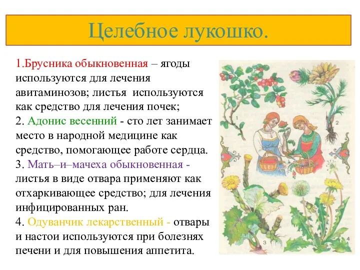 Целебное лукошко. 1.Брусника обыкновенная – ягоды используются для лечения авитаминозов;