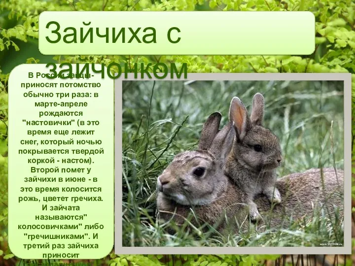 В России зайцы-приносят потомство обычно три раза: в марте-апреле рождаются "настовички" (в это
