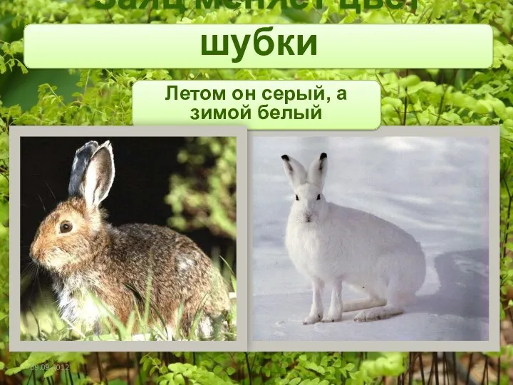 Заяц меняет цвет шубки Летом он серый, а зимой белый