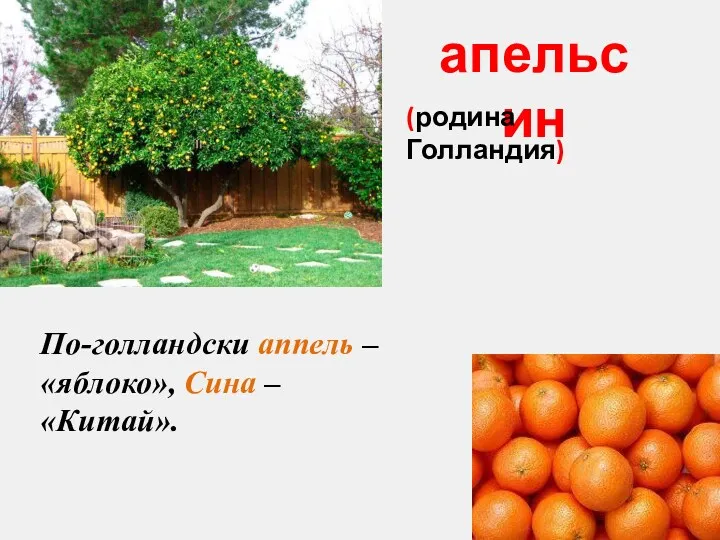 апельсин По-голландски аппель – «яблоко», Сина – «Китай». (родина Голландия)
