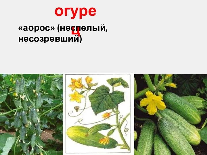 огурец «аорос» (неспелый, несозревший)