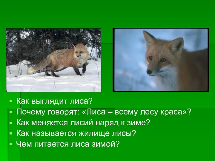 Как выглядит лиса? Почему говорят: «Лиса – всему лесу краса»? Как меняется лисий