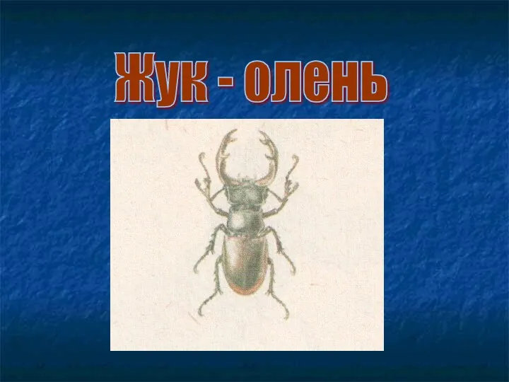 Жук - олень