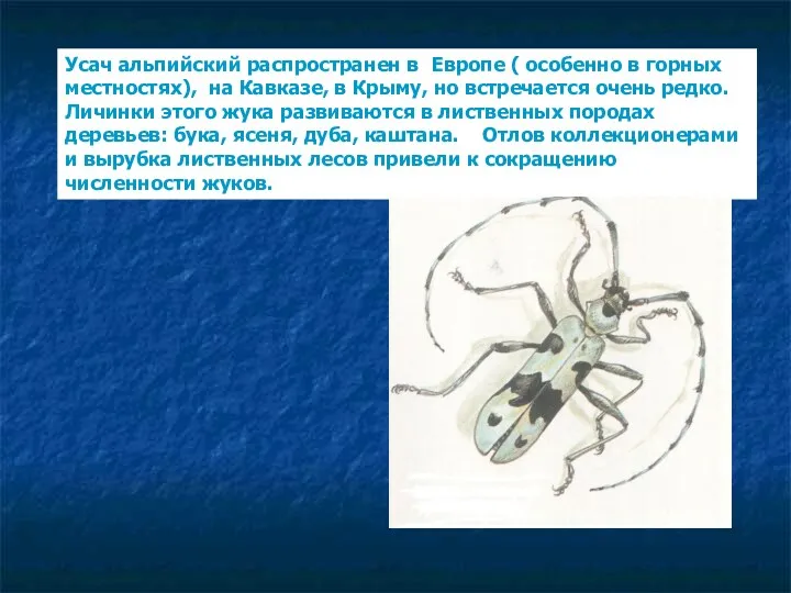 Усач альпийский распространен в Европе ( особенно в горных местностях),