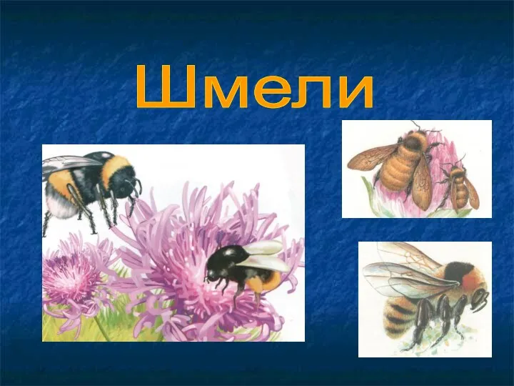 Шмели