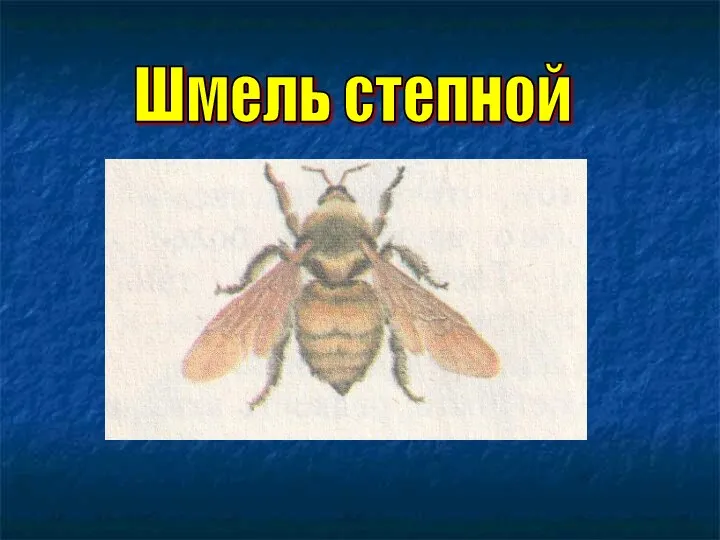 Шмель степной