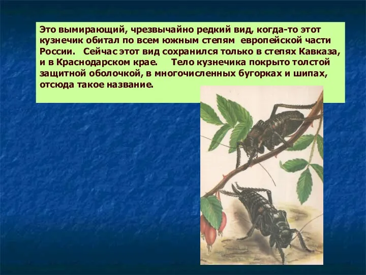 Это вымирающий, чрезвычайно редкий вид, когда-то этот кузнечик обитал по