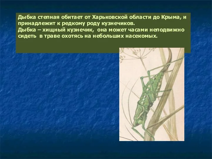 Дыбка степная обитает от Харьковской области до Крыма, и принадлежит