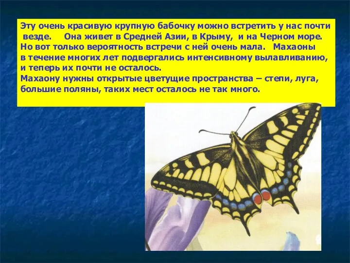 Эту очень красивую крупную бабочку можно встретить у нас почти