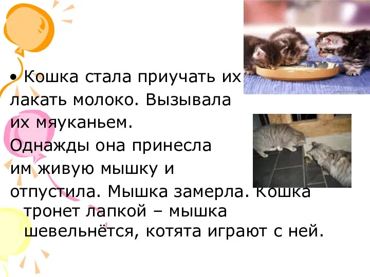 Кошка стала приучать их лакать молоко. Вызывала их мяуканьем. Однажды