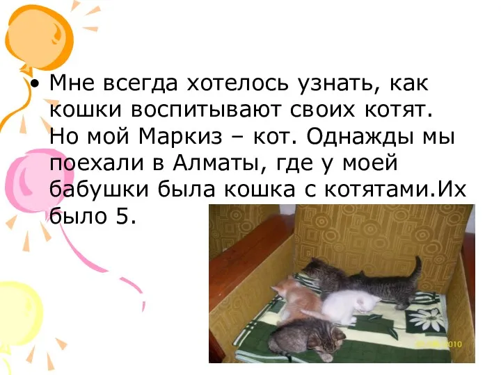 Мне всегда хотелось узнать, как кошки воспитывают своих котят. Но