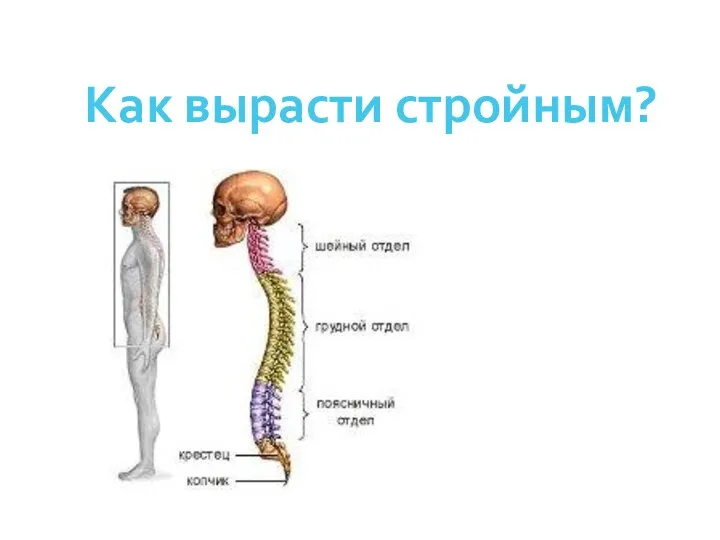 Как вырасти стройным?