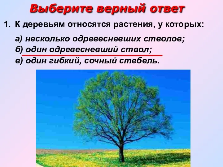 К деревьям относятся растения, у которых: а) несколько одревесневших стволов; б) один одревесневший