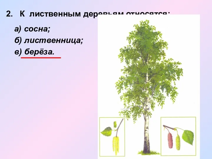 2. К лиственным деревьям относятся: а) сосна; б) лиственница; в) берёза.