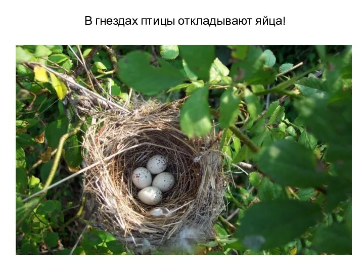 В гнездах птицы откладывают яйца!
