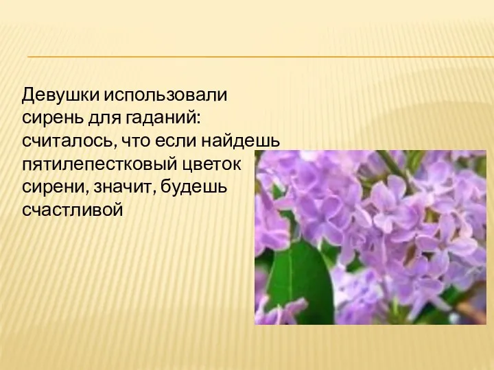 Девушки использовали сирень для гаданий: считалось, что если найдешь пятилепестковый цветок сирени, значит, будешь счастливой