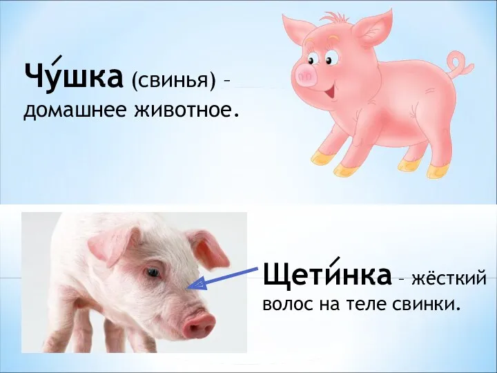 Щетинка – жёсткий волос на теле свинки. Чушка (свинья) – домашнее животное.