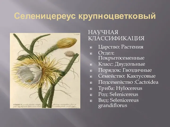 Селеницереус крупноцветковый Научная классификация Царство: Растения Отдел: Покрытосеменные Класс: Двудольные