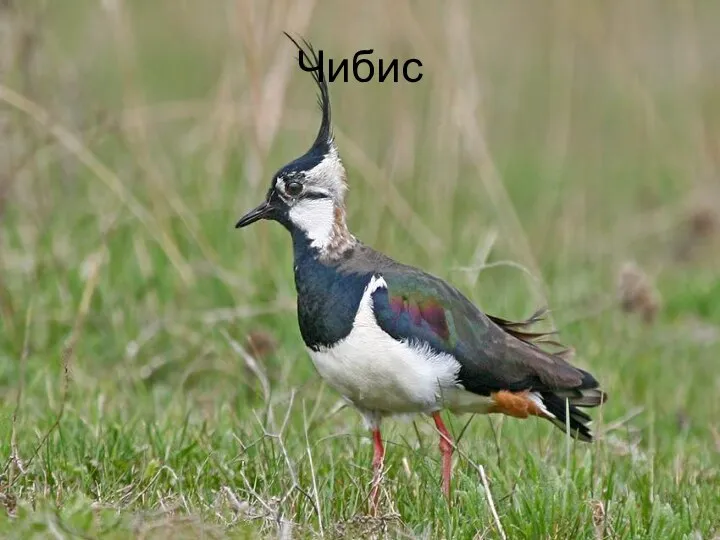 Чибис