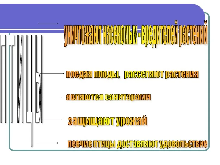П Т И Ц Ы уничтожают насекомых - вредителей растений являются санитарами защищают