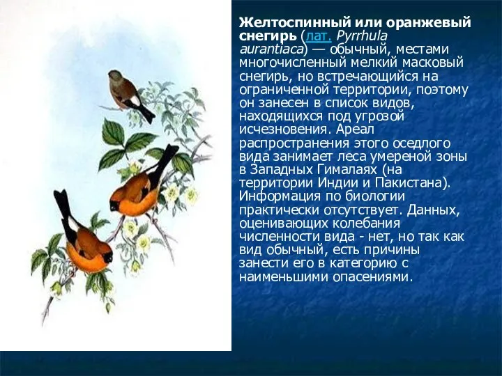 Желтоспинный или оранжевый снегирь (лат. Pyrrhula aurantiaca) — обычный, местами