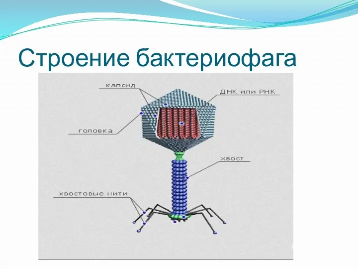 Строение бактериофага