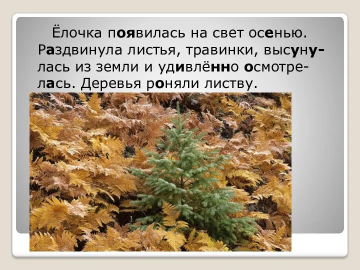 Ёлочка появилась на свет осенью. Раздвинула листья, травинки, высуну-лась из