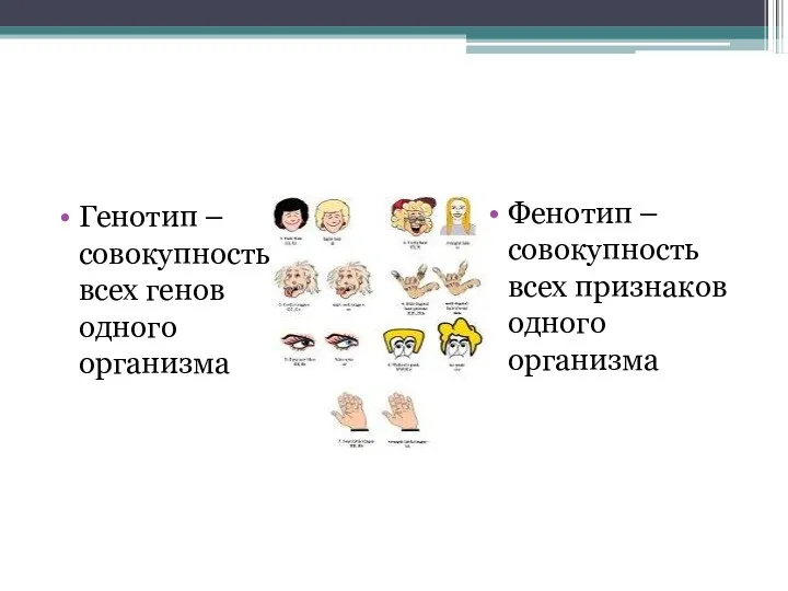 Генотип – совокупность всех генов одного организма Фенотип – совокупность всех признаков одного организма