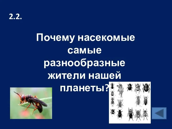 2.2. Почему насекомые самые разнообразные жители нашей планеты?