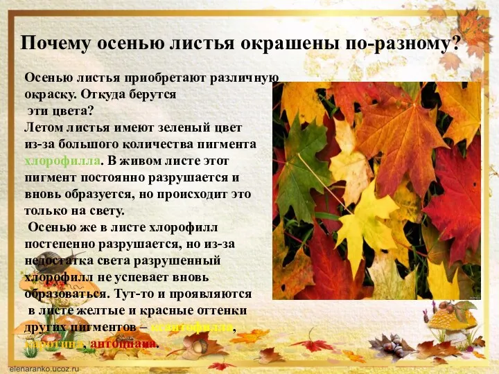 Почему осенью листья окрашены по-разному? Осенью листья приобретают различную окраску.
