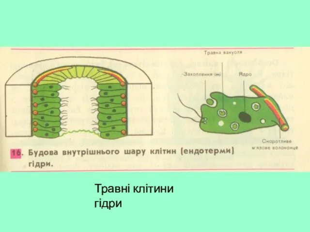 Травні клітини гідри