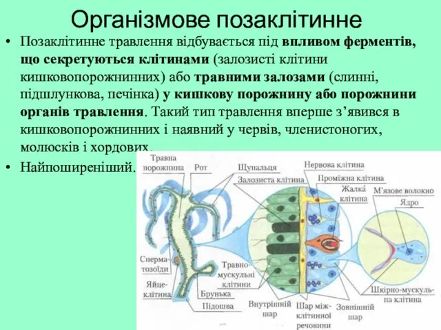 Організмове позаклітинне Позаклітинне травлення відбувається під впливом ферментів, що секретуються