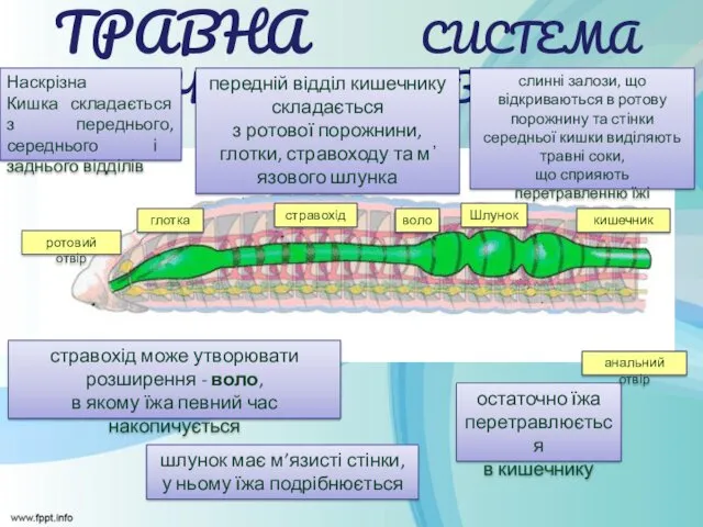 остаточно їжа перетравлюється в кишечнику ТРАВНА СИСТЕМА КІЛЬЧАСТИХ ЧЕРВІВ ротовий