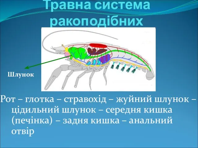 Травна система ракоподібних Рот – глотка – стравохід – жуйний